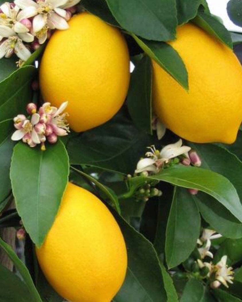 Lemon trees for sale