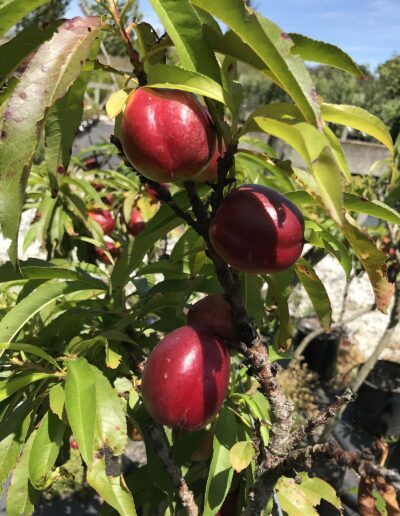 Nectarine trees for sale