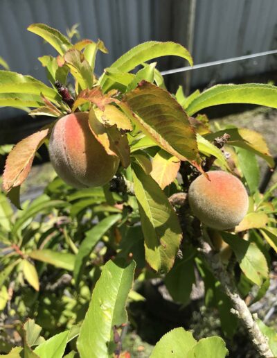 Peach trees for sale