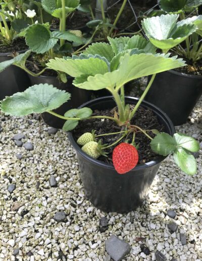 Strawberry plants for sale