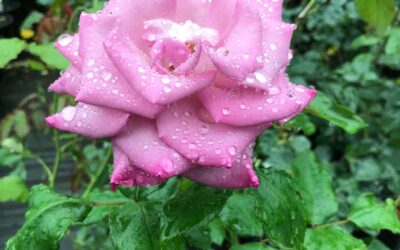 Rose Pruning Tips